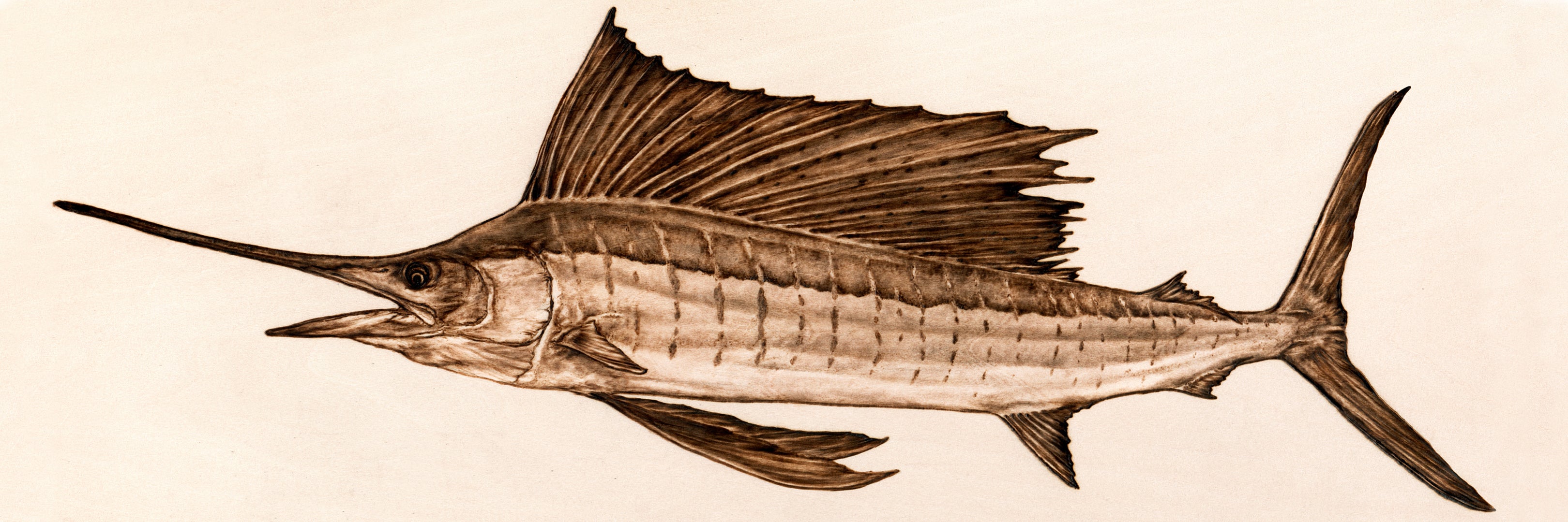 Sailfish - Original Wood Burning on Poplar, 2019