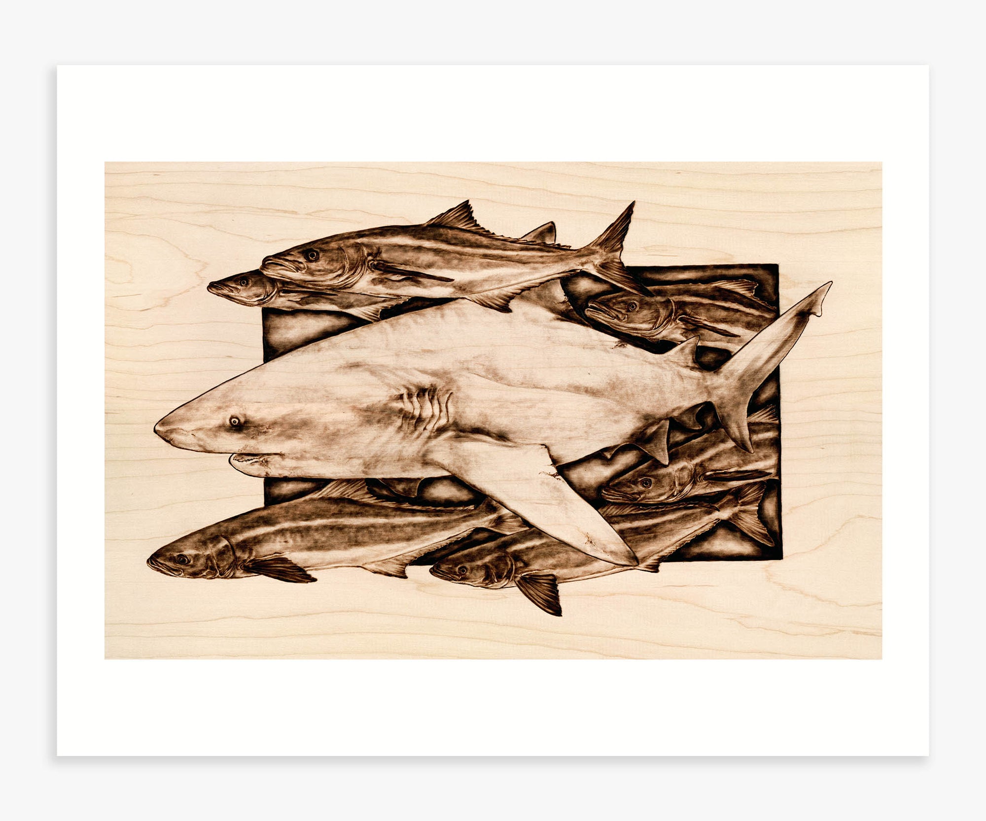 Bull Shark and Cobia - 11x14 Poster Art Print - mokieburns